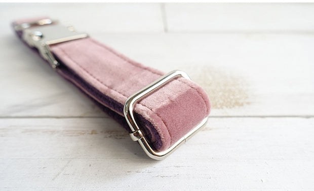 pet leashes and collar