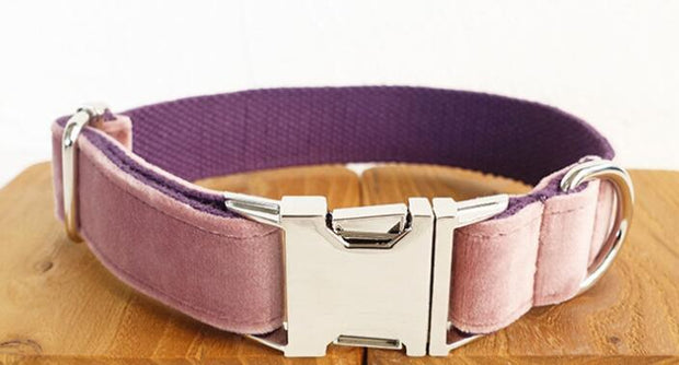 pet leashes and collar