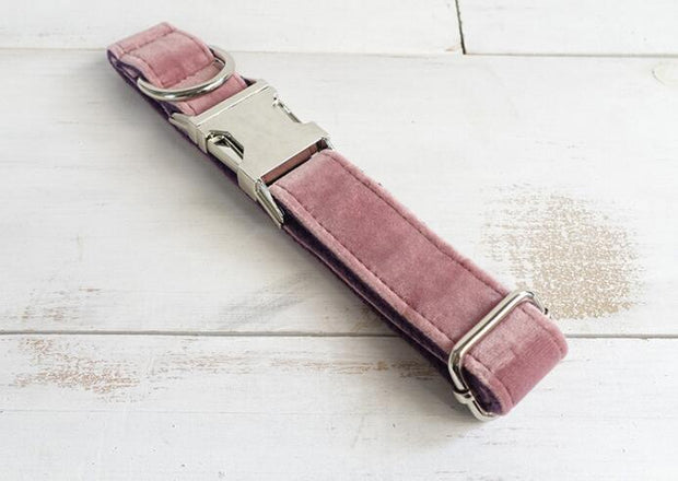 pet leashes and collar